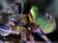 /album/arachnida/araneus-latyrhinus-jpg/